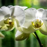 Chic & Intimate Orchid Filled Hotel Wedding In Florida